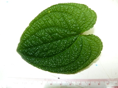 Anthurium clidemioides