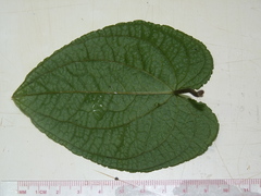 Anthurium clidemioides