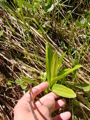 Platanthera dilatata albiflora