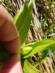 Platanthera dilatata albiflora