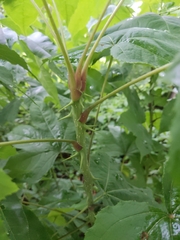 Kalopanax septemlobus