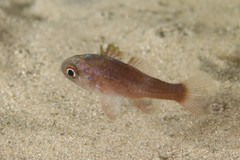 Vincentia novaehollandiae