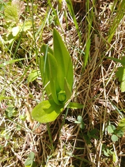 Platanthera dilatata albiflora