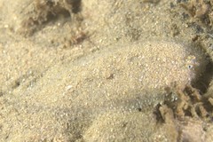 Aseraggodes lenisquamis