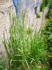 Elymus repens