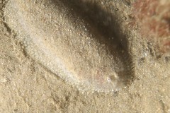 Aseraggodes lenisquamis