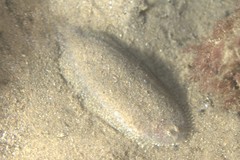 Aseraggodes lenisquamis