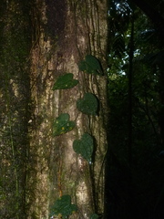 Anthurium clidemioides