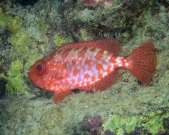 Heteropriacanthus carolinus