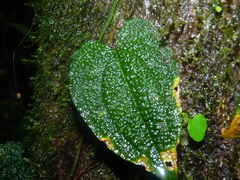Anthurium clidemioides