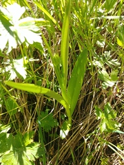 Platanthera dilatata albiflora