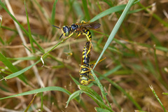Philanthus crabroniformis