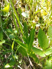 Platanthera dilatata albiflora