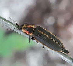 Pyractomena borealis