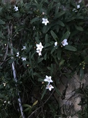 Philotheca myoporoides