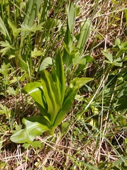 Platanthera dilatata albiflora