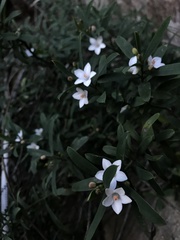 Philotheca myoporoides