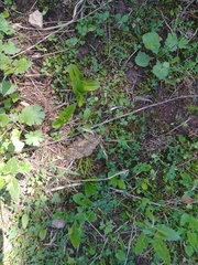 Platanthera dilatata albiflora