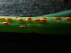 Puccinia allii