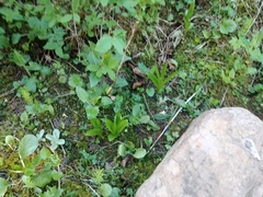 Platanthera dilatata albiflora