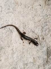 Desmognathus fuscus image