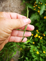 Elymus repens