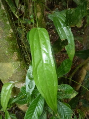 Anthurium clavigerum