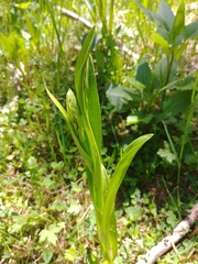 Platanthera dilatata albiflora