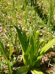 Platanthera dilatata albiflora