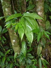 Anthurium clavigerum