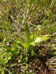 Platanthera dilatata albiflora