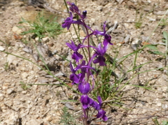 Linaria elegans