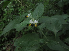 Solanum nigrescens