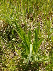 Platanthera dilatata albiflora
