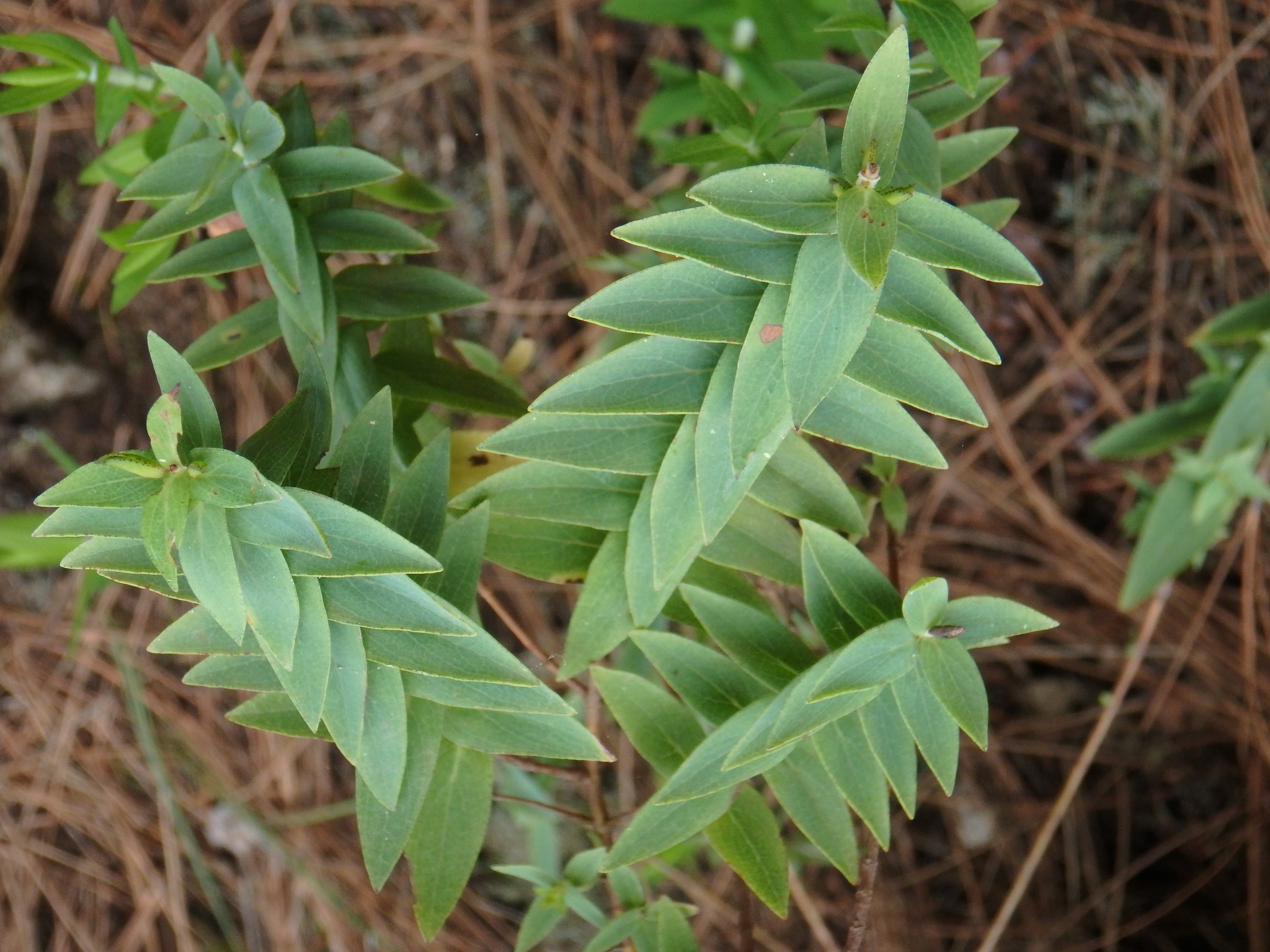 Hypericum reflexum