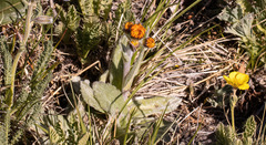 Tephroseris lindstroemii