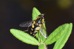 Helophilus obscurus