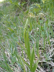 Platanthera dilatata albiflora