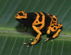 Dendrobates leucomelas
