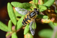 Helophilus neoaffinis