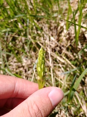 Platanthera dilatata albiflora