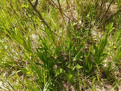 Platanthera dilatata albiflora