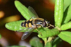 Helophilus obscurus