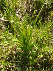 Platanthera dilatata albiflora