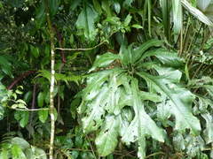 Anthurium clavigerum
