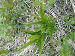 Platanthera dilatata albiflora
