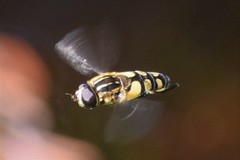 Helophilus obscurus