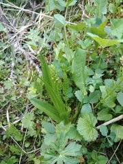 Platanthera dilatata albiflora