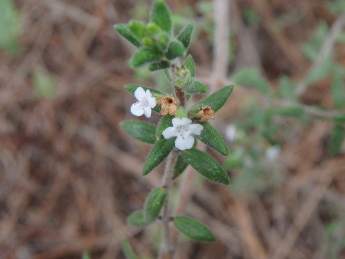 Micromeria ericifolia, photograph 1