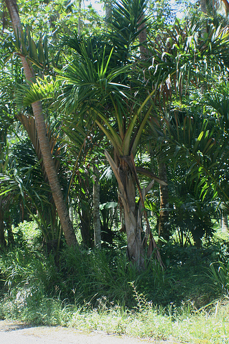 Carpoxylon macrospermum